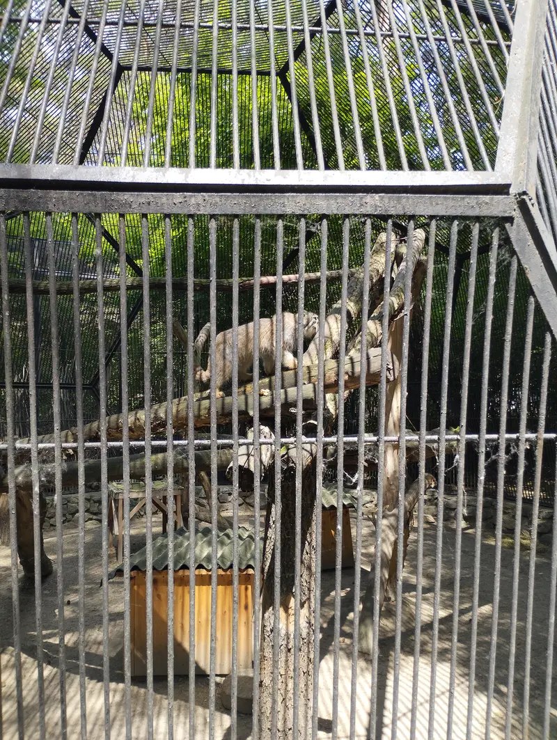 A photograph of a Pallas's cat in Novosibirsk Zoo