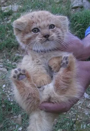 Orange Pallas's cat