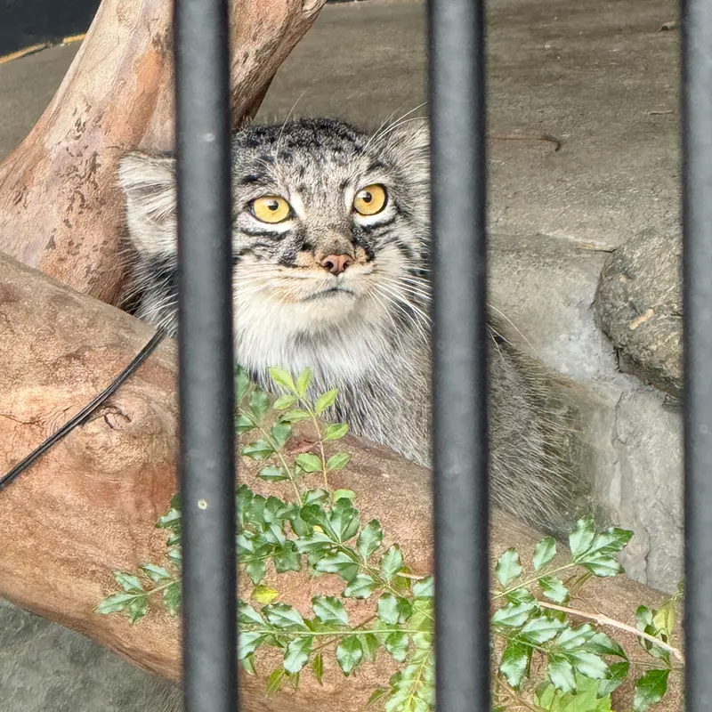A photograph of Mei in Gokatsuraike Animal Park