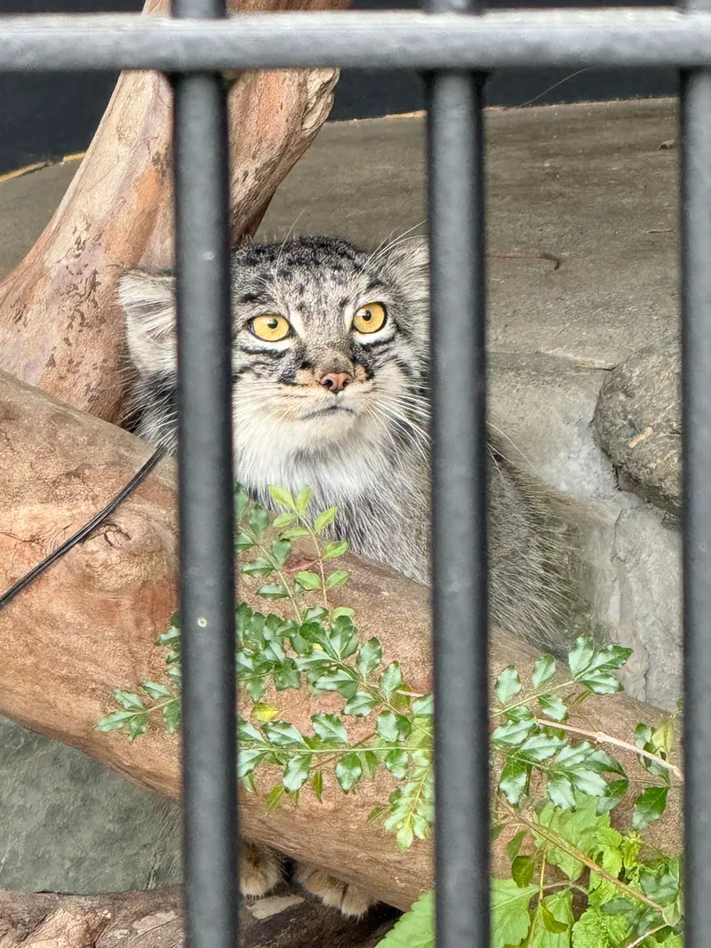 A photograph of Mei in Gokatsuraike Animal Park