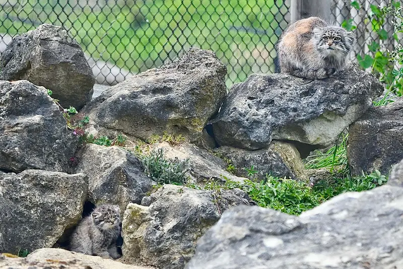 A photograph of a Pallas's cat