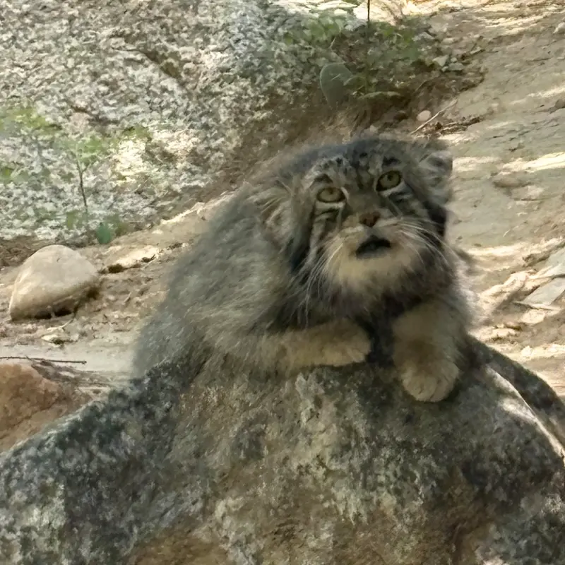 A photograph of Tai Chi in Pueblo Zoo