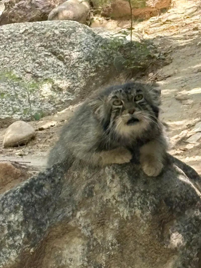 A photograph of Tai Chi in Pueblo Zoo