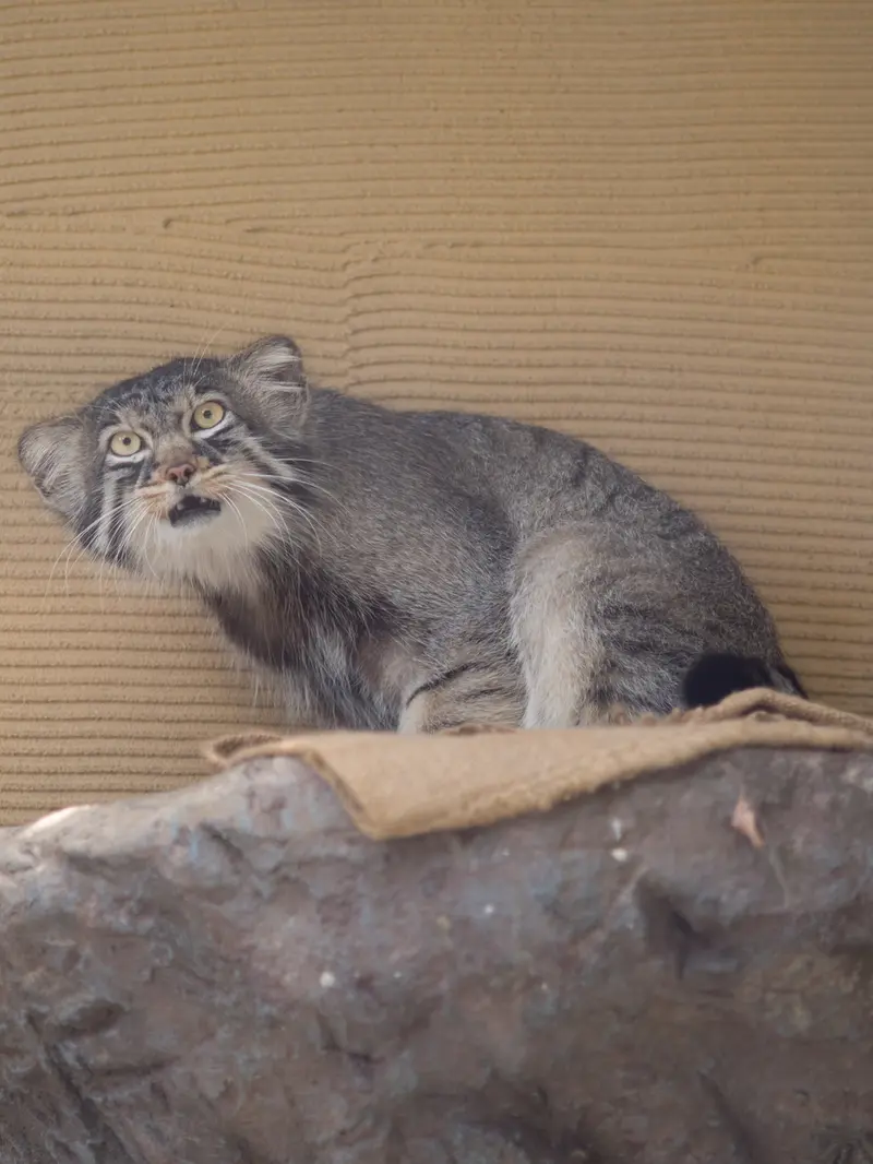 A photograph of Hide in Asahiyama Zoo