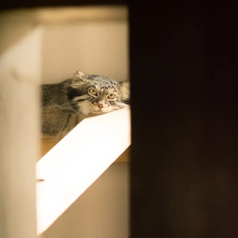 A photograph of Figa in Nogeyama Zoo