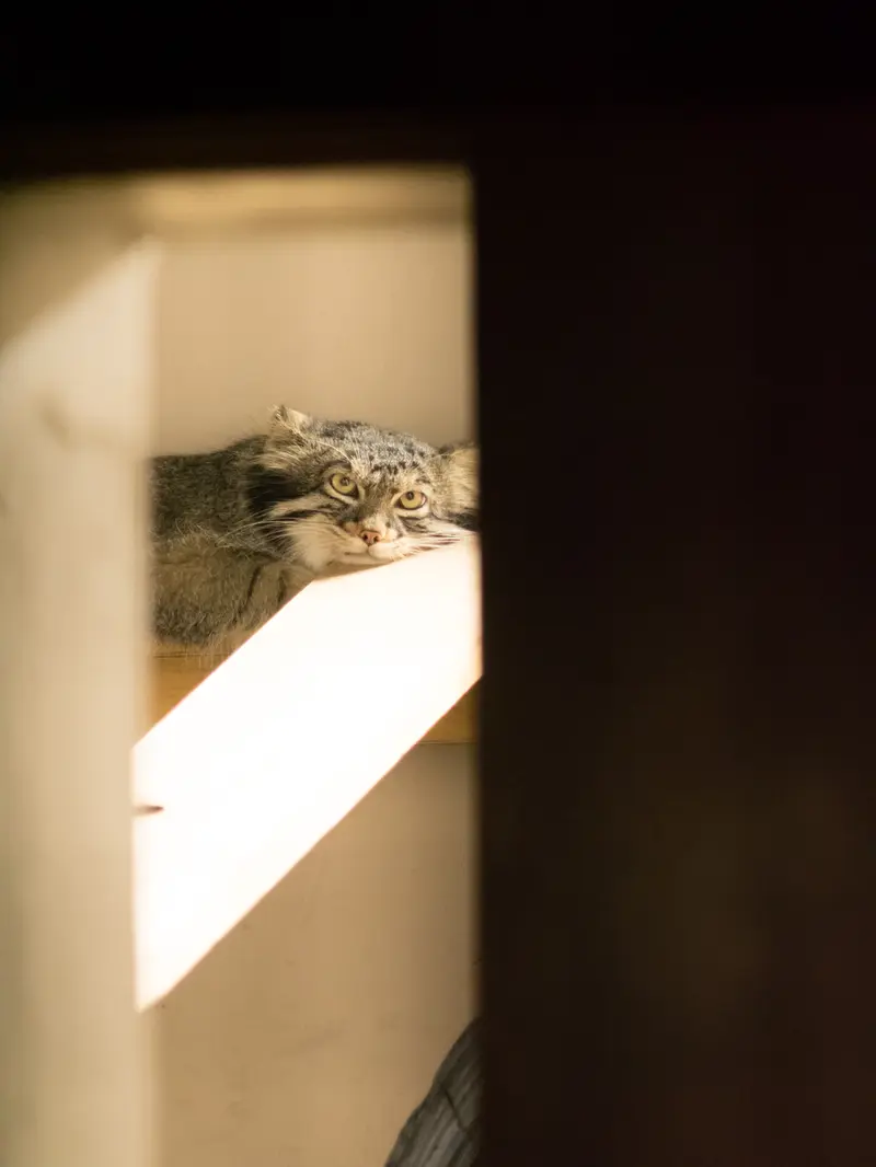A photograph of Figa in Nogeyama Zoo