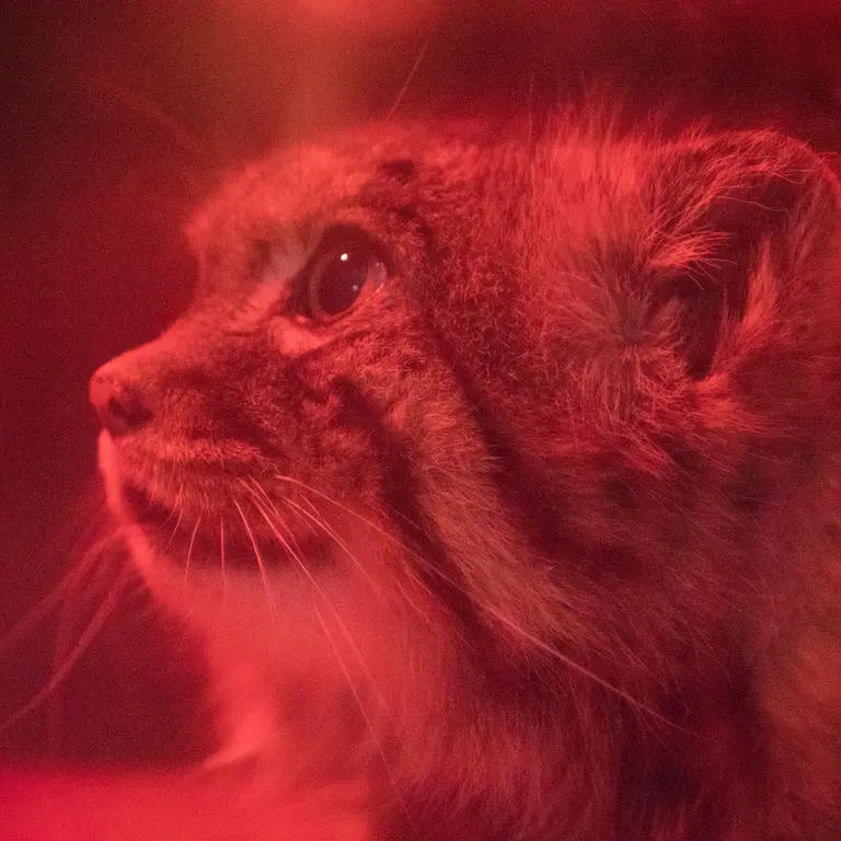 A photograph of Naim in Ueno Zoological Gardens