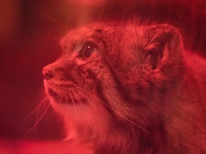 A photograph of Naim in Ueno Zoological Gardens