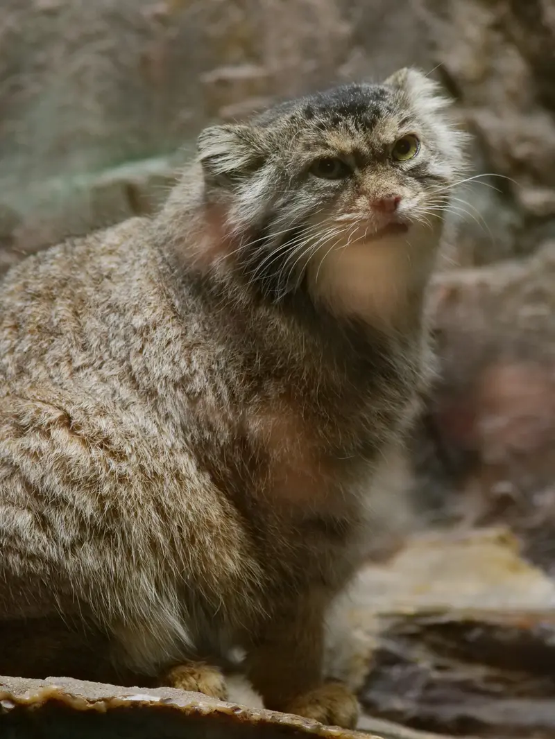 A photograph of Primula in Ueno Zoological Gardens