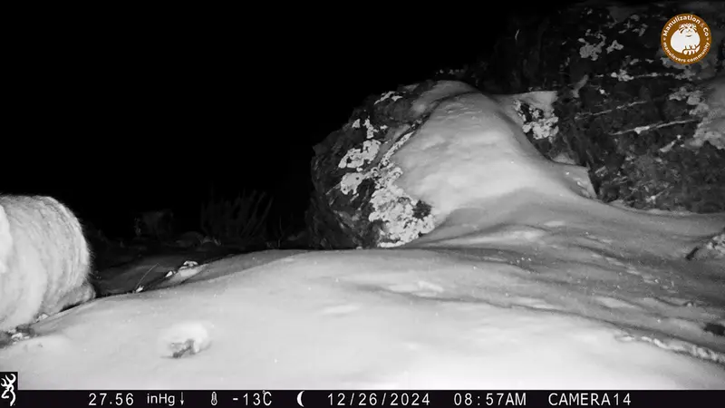 A photograph of Otocolobus manul manul from Zhilandy camera trap