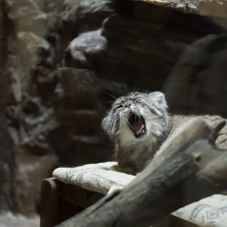 A photograph of Primula in Ueno Zoological Gardens