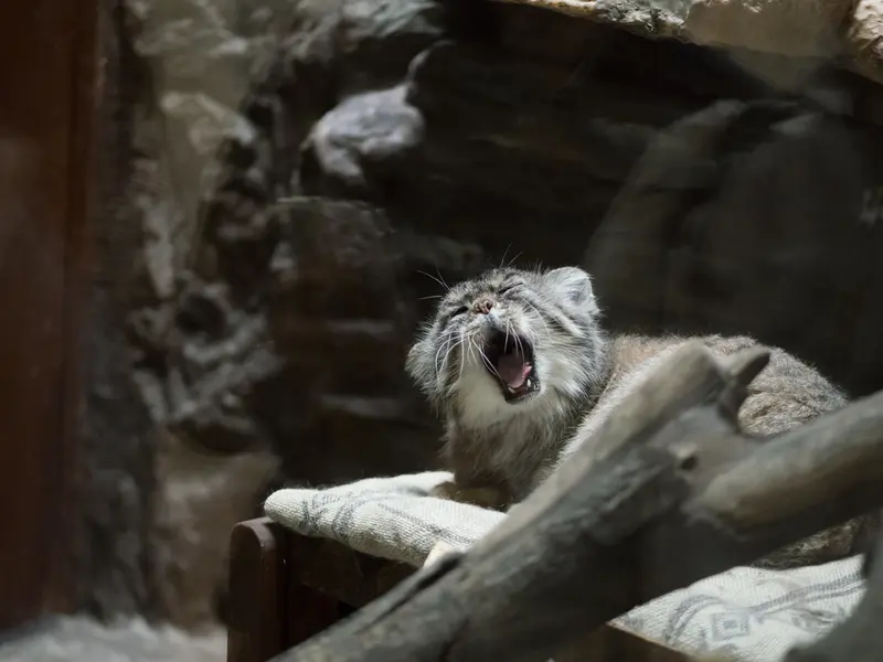 A photograph of Primula in Ueno Zoological Gardens