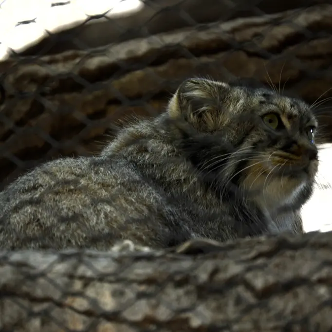 A photograph of Tashi in Great Plains Zoo