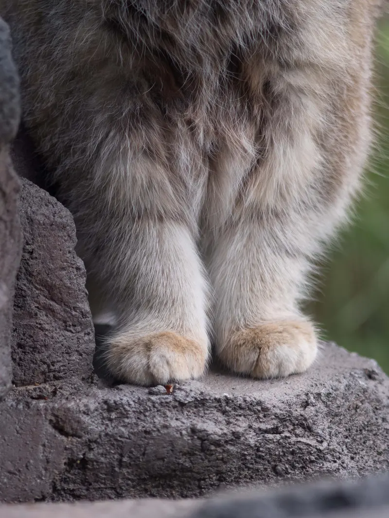 A photograph of Grusha in Asahiyama Zoo