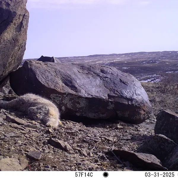 A photograph of Otocolobus manul manul from Koshkar camera trap