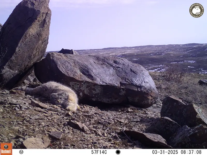 A photograph of Otocolobus manul manul from Koshkar camera trap