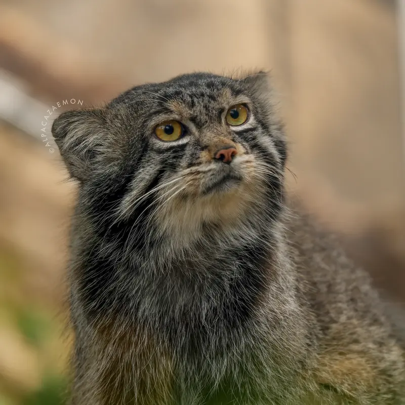 A photograph of Nar in Kobe Animal Kingdom