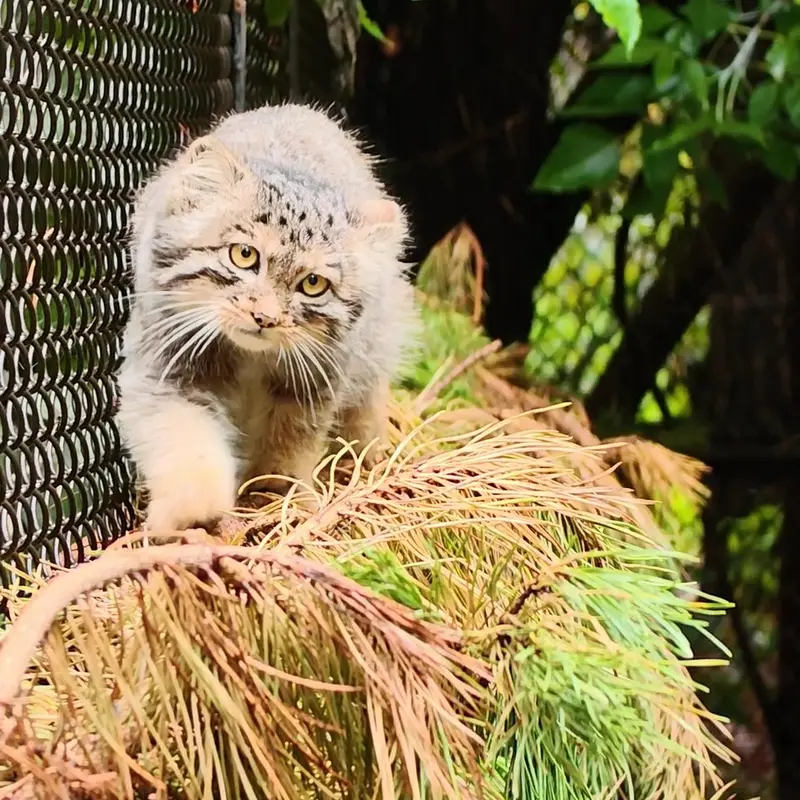 A photograph of a Pallas's cat in Novosibirsk Zoo