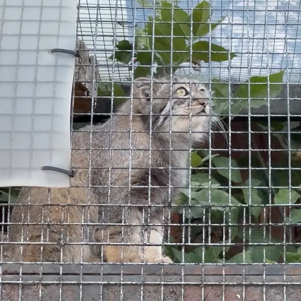 A photograph of Berk in Leningrad zoo
