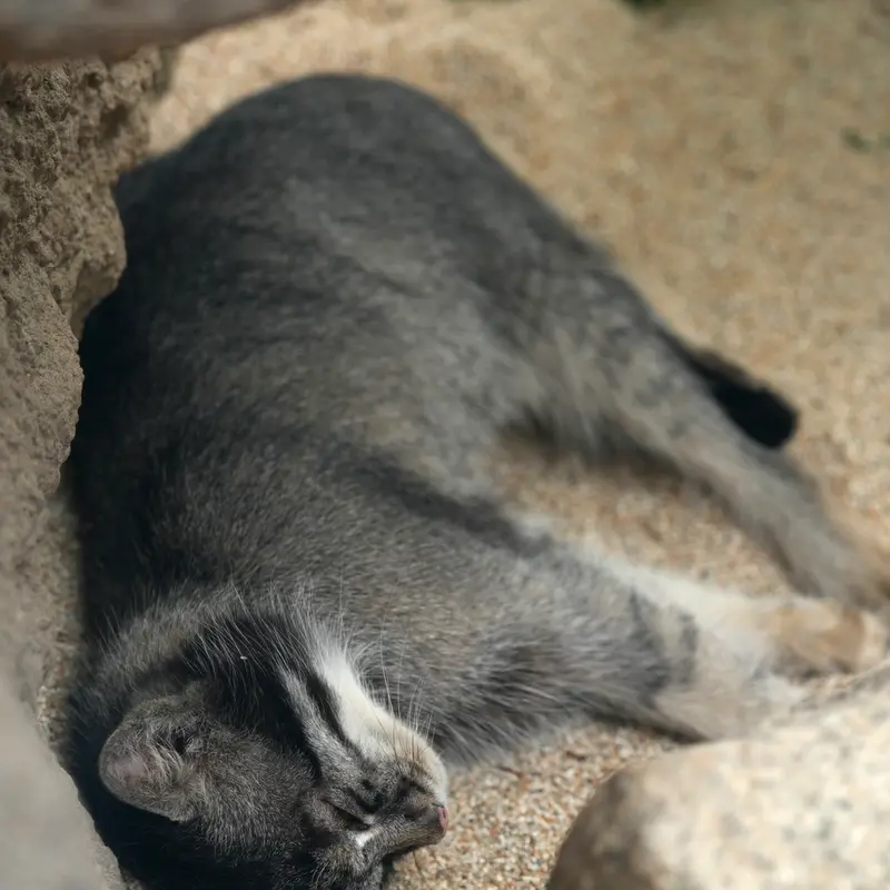 A photograph of Nar in Kobe Animal Kingdom