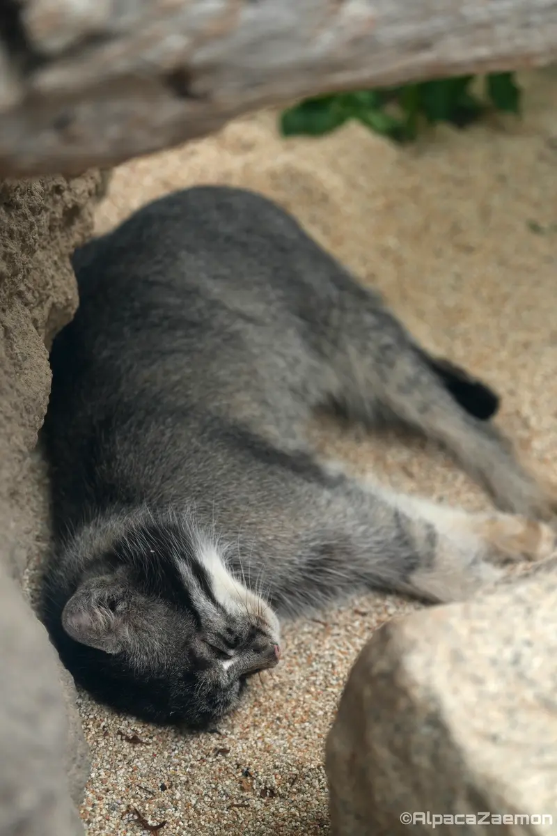 A photograph of Nar in Kobe Animal Kingdom