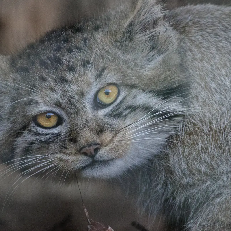 A photograph of a Pallas's cat in Leningrad zoo