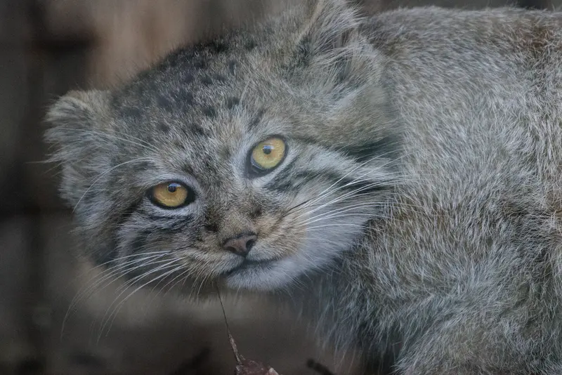 A photograph of a Pallas's cat in Leningrad zoo