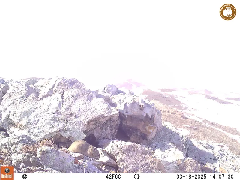 A photograph of Pika from Besshoky 1 camera trap