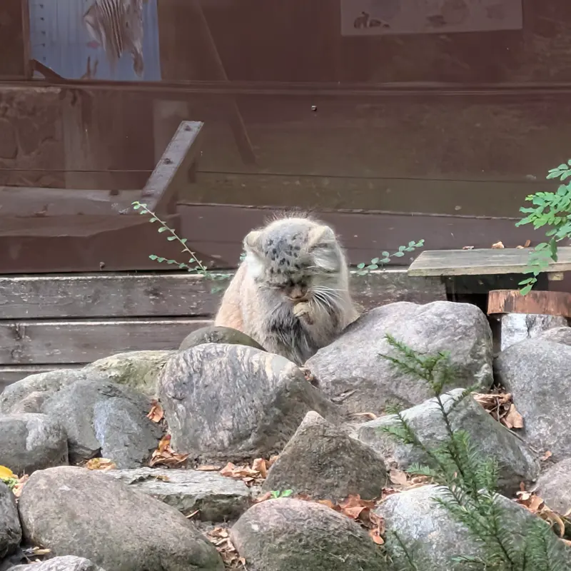 A photograph of Bozenka in Poznan New Zoo