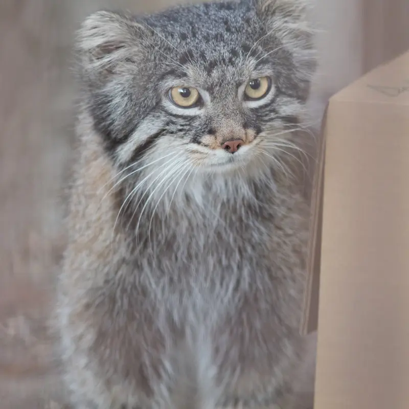 A photograph of Figa in Nogeyama Zoo