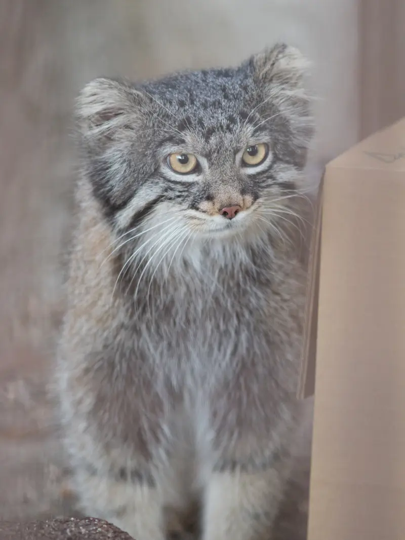 A photograph of Figa in Nogeyama Zoo