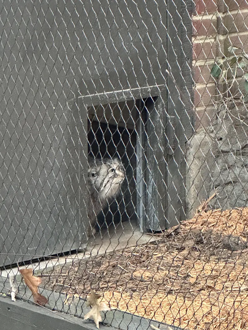 A photograph of Sarnai in Prospect Park Zoo