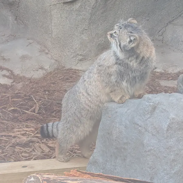 A photograph of Meera in Columbus Zoo and Aquarium