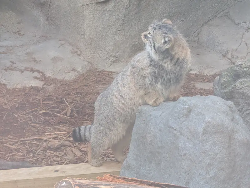A photograph of Meera in Columbus Zoo and Aquarium