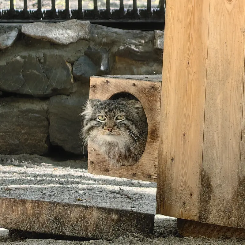 A photograph of Leon in Novosibirsk Zoo