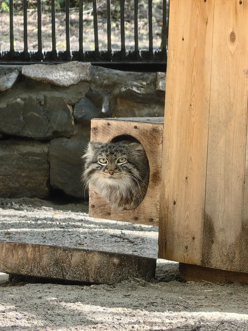A photograph of Leon in Novosibirsk Zoo