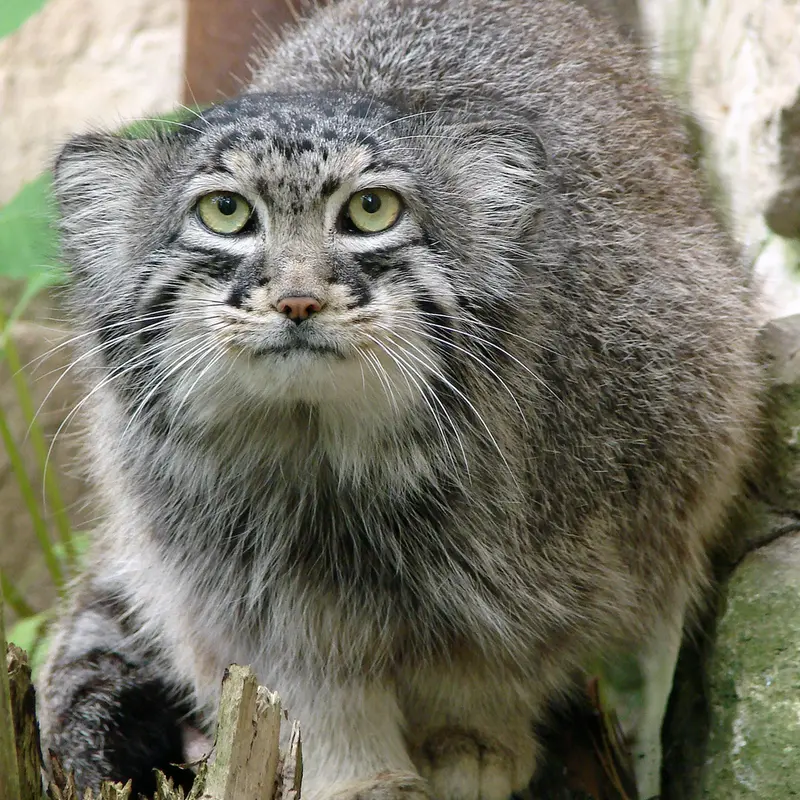 A photograph of Hurst in Riga Zoo