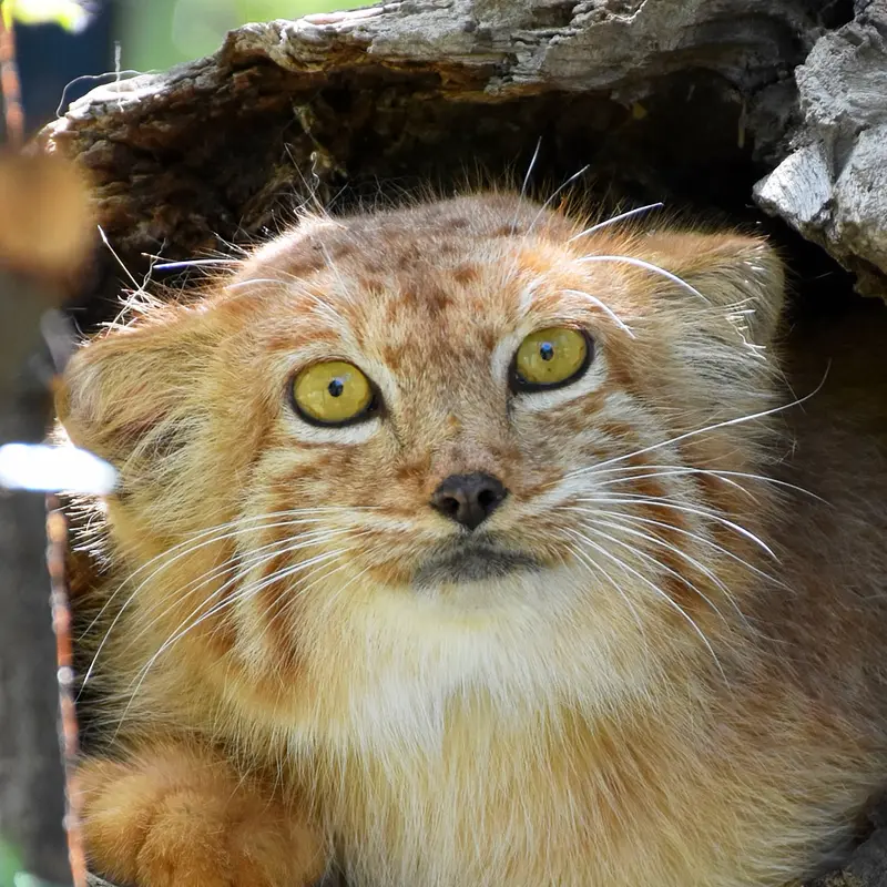 Nano the Pallas's cat from Yerevan Zoo