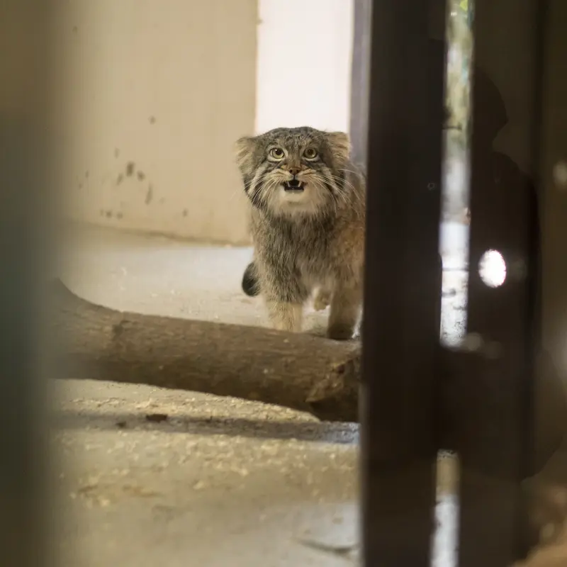 A photograph of Figa in Nogeyama Zoo