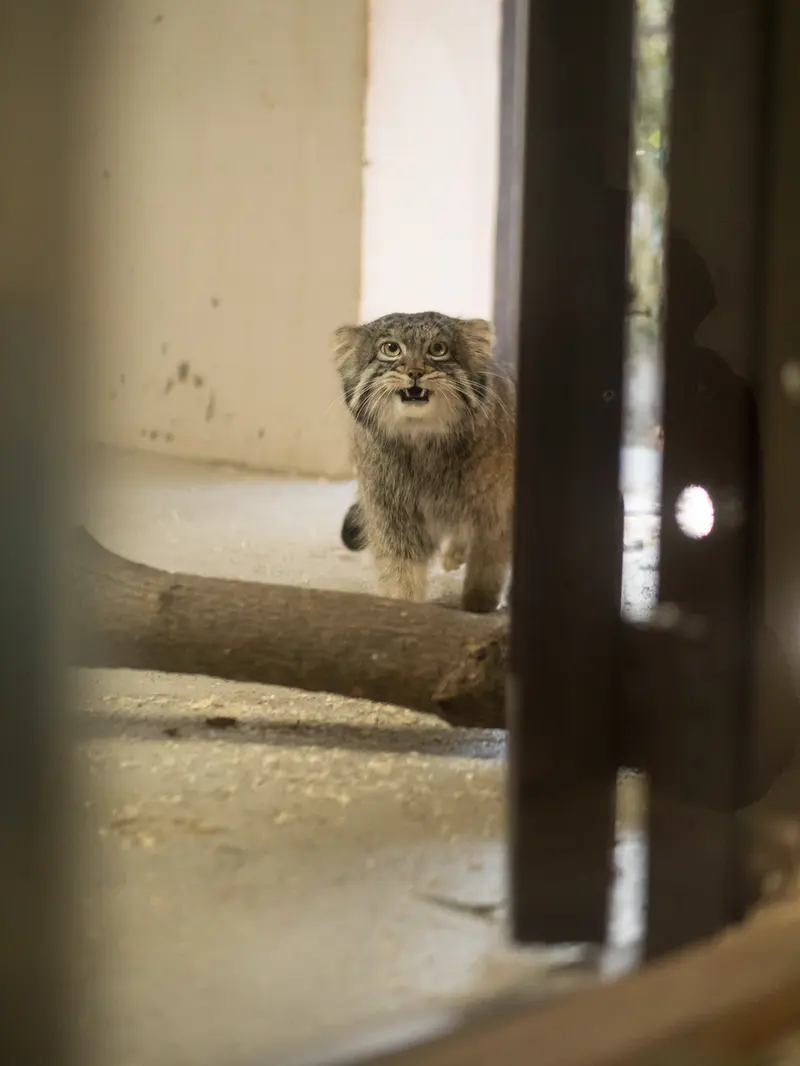 A photograph of Figa in Nogeyama Zoo