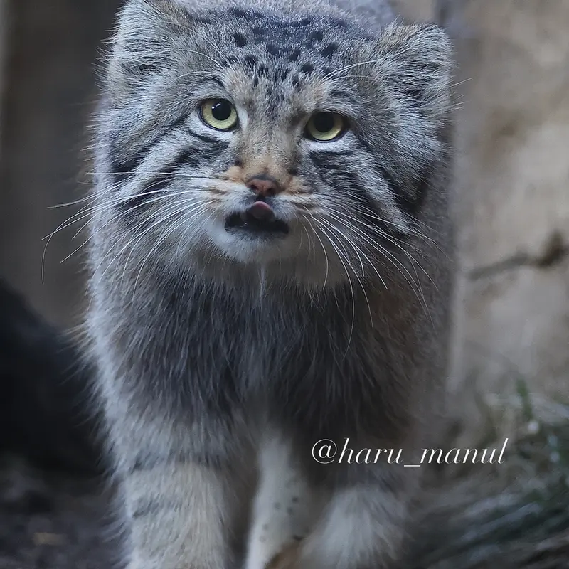 A photograph of Nagomu in Nasu Animal Kingdom