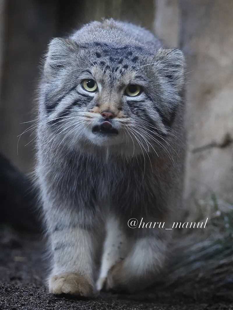 A photograph of Nagomu in Nasu Animal Kingdom