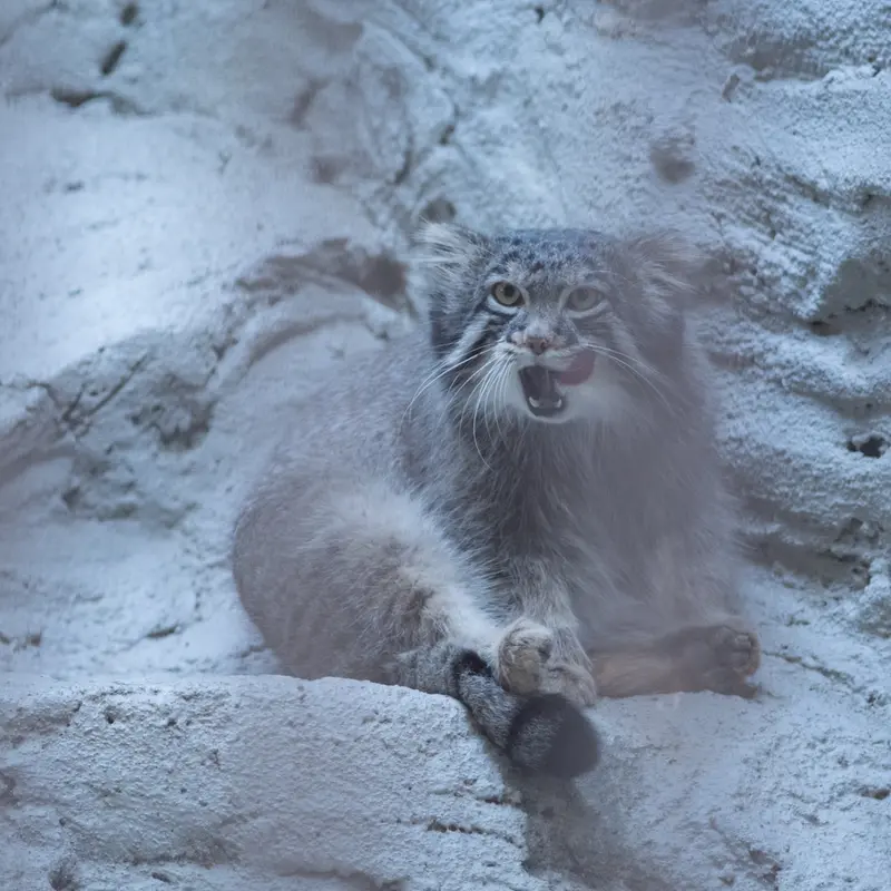 A photograph of Figa in Nogeyama Zoo