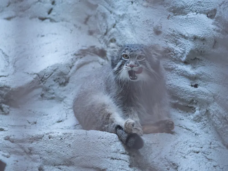 A photograph of Figa in Nogeyama Zoo