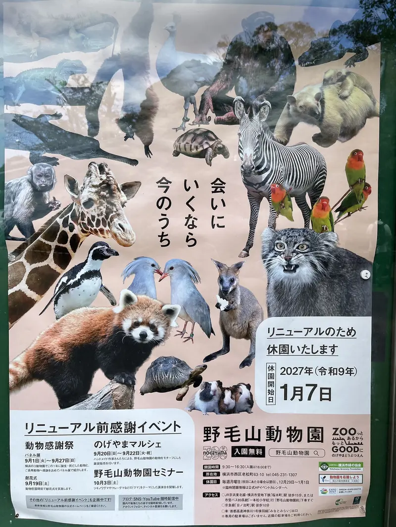 A photograph of Figa in Nogeyama Zoo