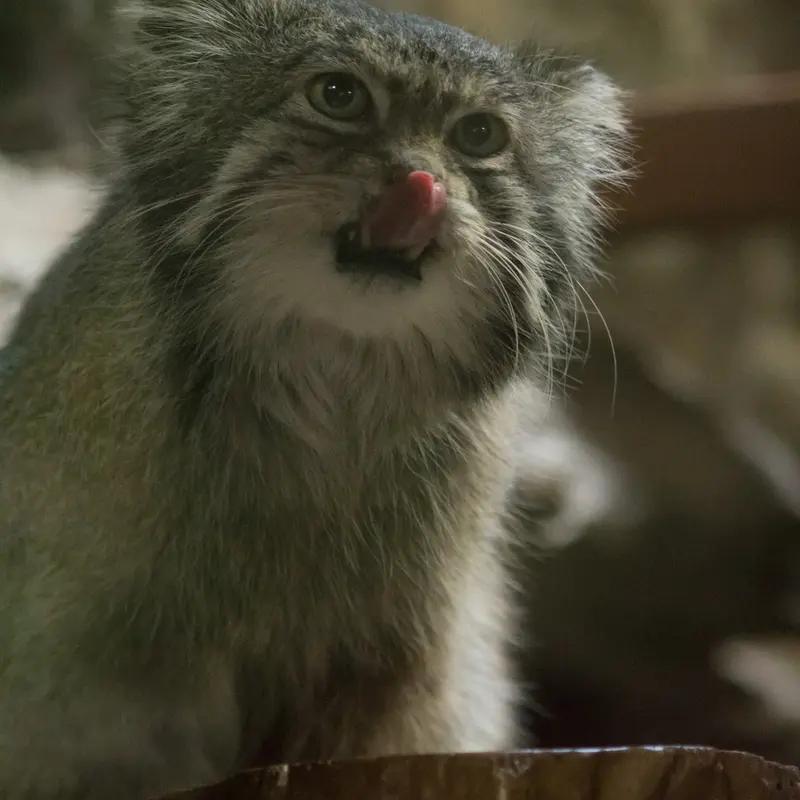 A photograph of Klyon in Ueno Zoological Gardens
