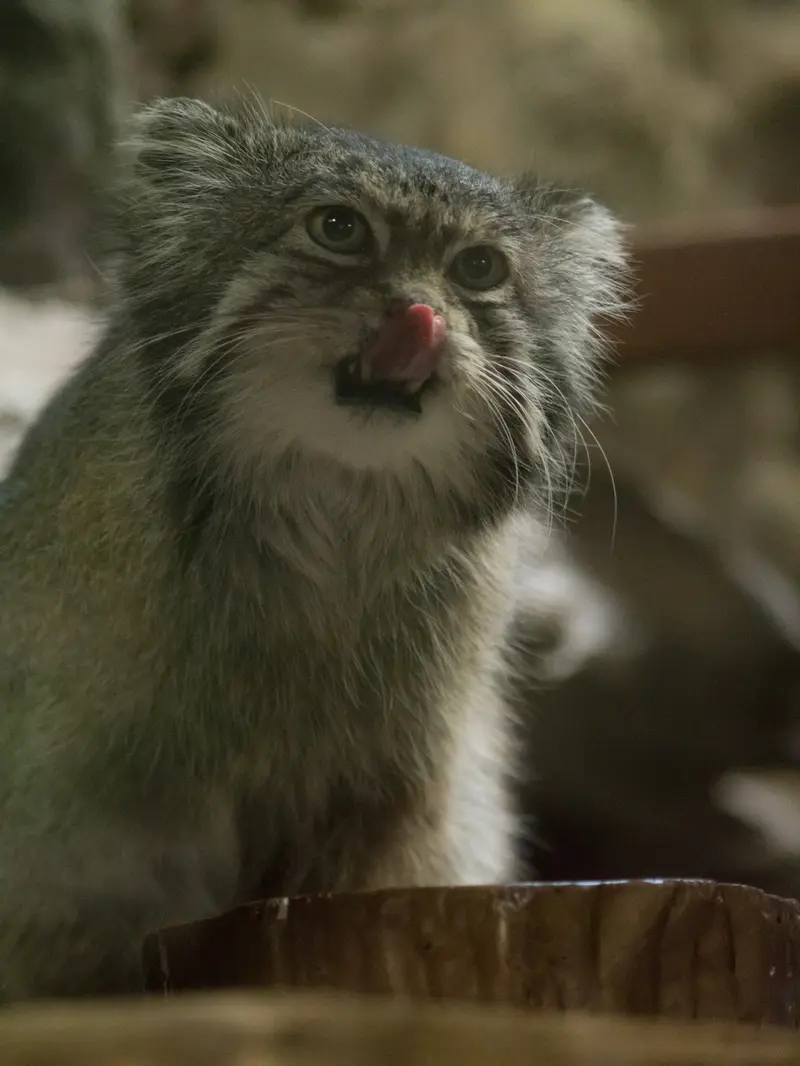 A photograph of Klyon in Ueno Zoological Gardens