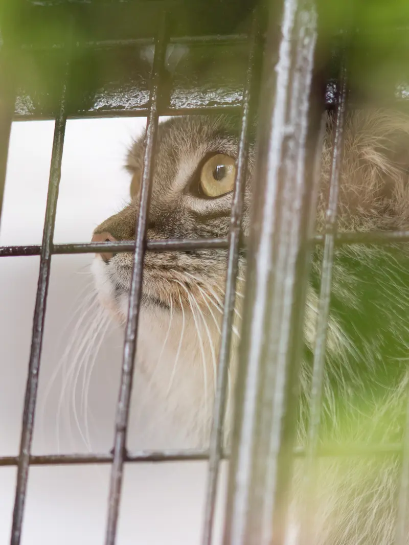 A photograph of Figa in Nogeyama Zoo