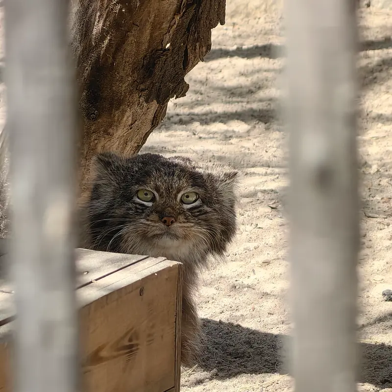 A photograph of Bandit in Novosibirsk Zoo