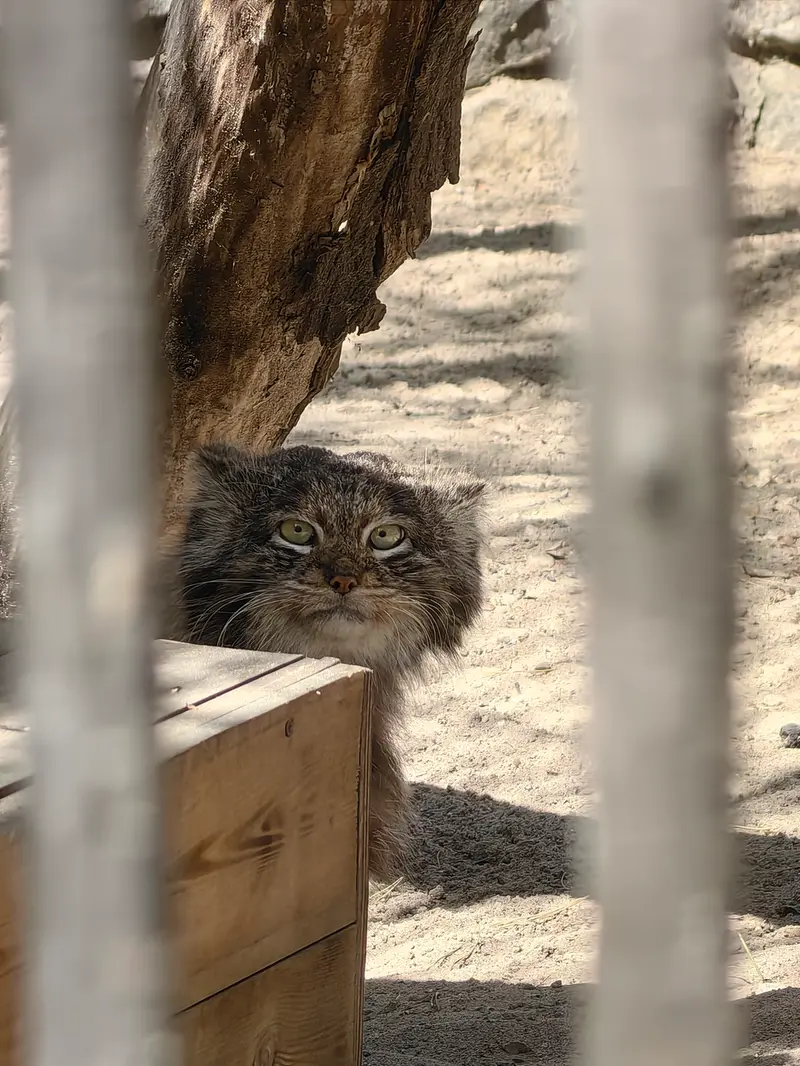 A photograph of Bandit in Novosibirsk Zoo